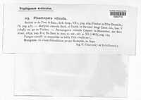 Plasmopara viticola image